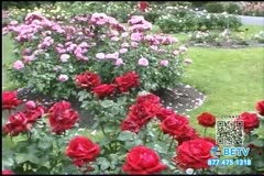TV Content Image